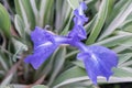 Japanese Iris laevigata Variegata , close-up flower Royalty Free Stock Photo